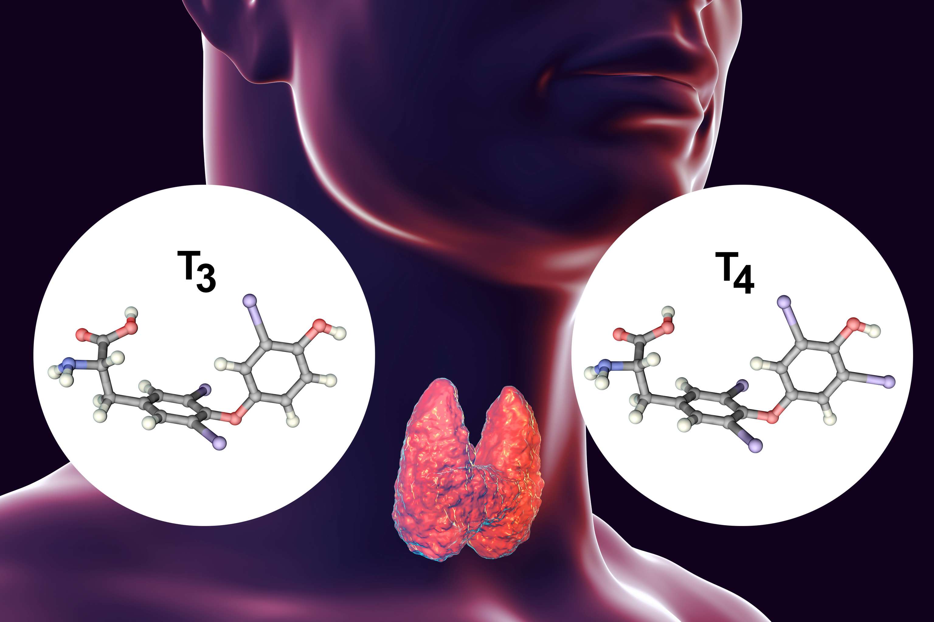 Thyroid hormones T3 and T4 Thyroid hormones T3 and T4