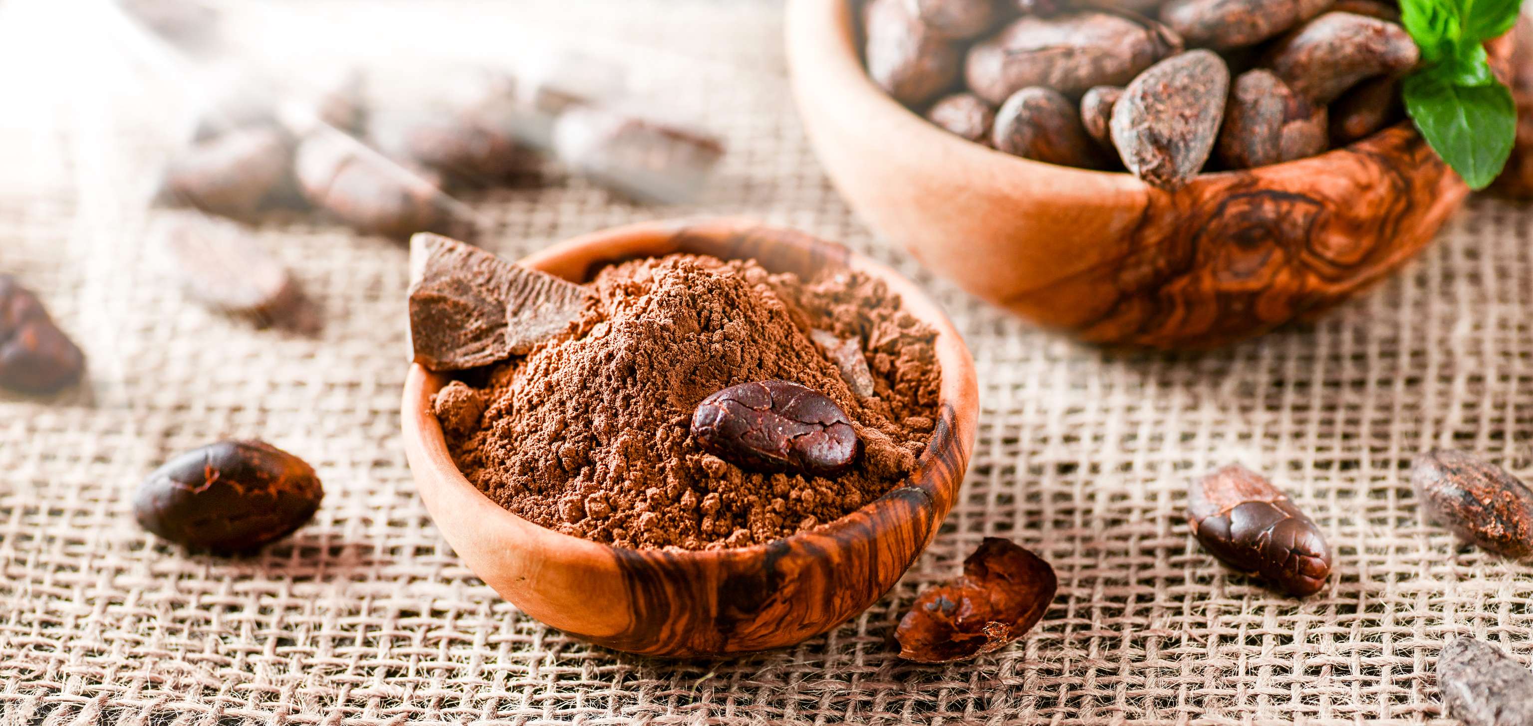 Raw cacao beans with mint on jute top view. Close up of cocoa beans and cocoa powder