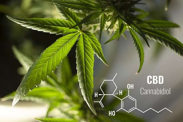64987Pixabay.com Pixabay.com CC0 Public Domain Close-up of a hemp plant with the chemical structural formula of cannabidiol