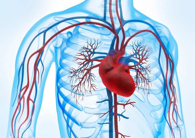 Blood circulation Blood circulation and heart illustration