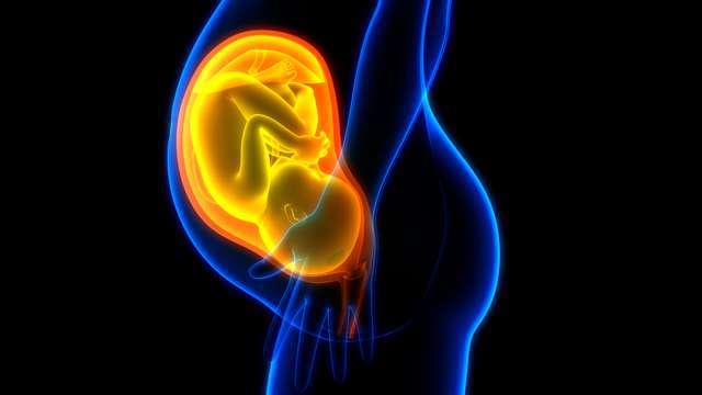 Menschliches Fötus Baby in der Mutteranatomie Paracetamol und Schwangerschaft