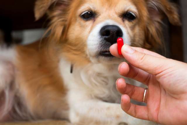 Woman holding a pill that is important for dogs. Blurred Background. Ideas, Concepts, Some dog breeds don't like to take medicine when they are sick close up. Woman who thinks a pill is a dog.
