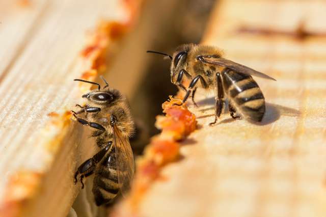 Bees place propolis in a hive. Bees lay propolis in a hive. Honey bees working in the hive. Close-up of the opened hive body with the frames. Bees are smeared with propolis in the hive. Bees working with propolis.