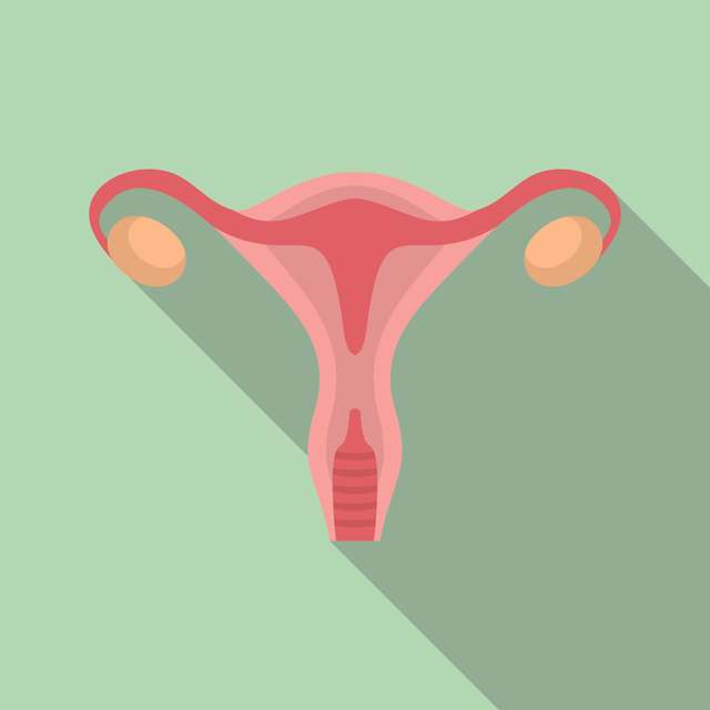 Flat illustration of woman uterus vector icon for web design Illustration of a human uterus. Uterus symbol of the woman.