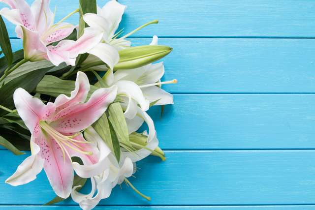 lily on a blue board lily on a blue board