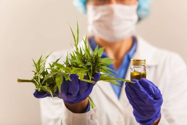 A medical person holding a cannabis plant and oil. Physician hold and offer for patients medical marijuana and oil. Cannabis prescription for personal use, remedy for light medication, alternative remedy or medicine,Medical conception