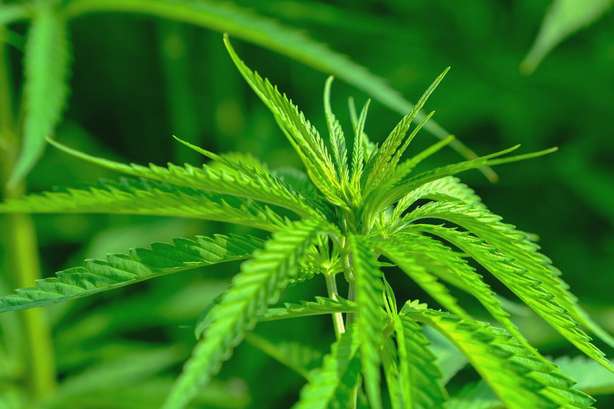 hanf-cannabis-sativa-natur-4354381 Grande plano de uma planta de canábis