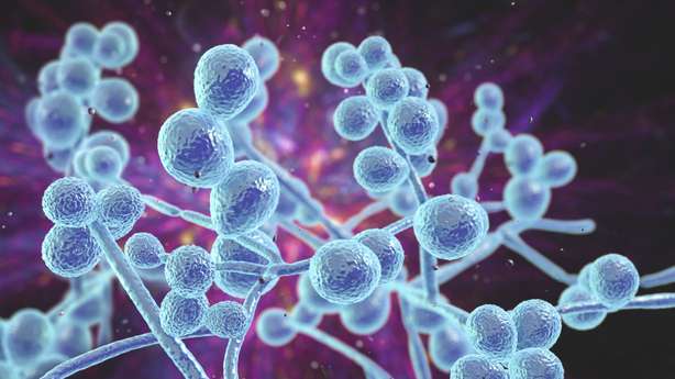 Candida fungi, Candida albicans, C. auris und andere pathogene menschliche Hefen, 3D-Illustration Elektronenmikroskopische Ansicht eines Hefepilzes Candida albicans