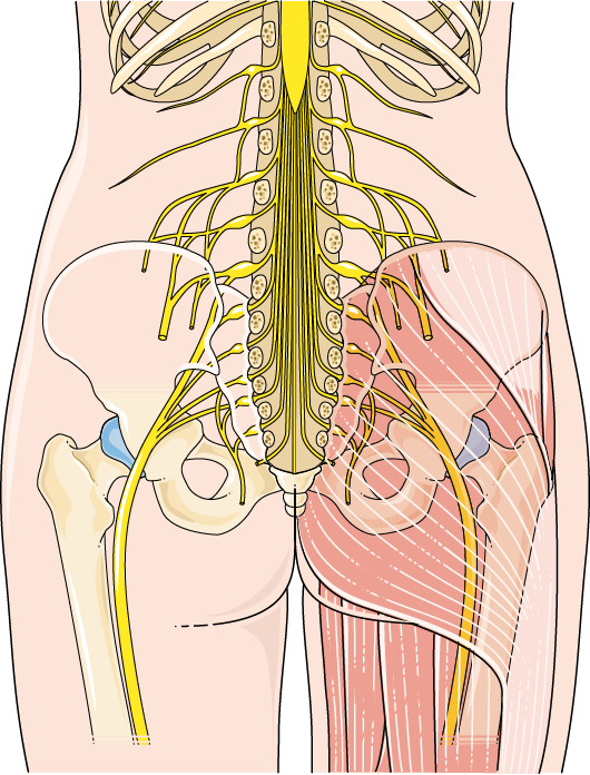 Graphic representation of the sciatic plexus